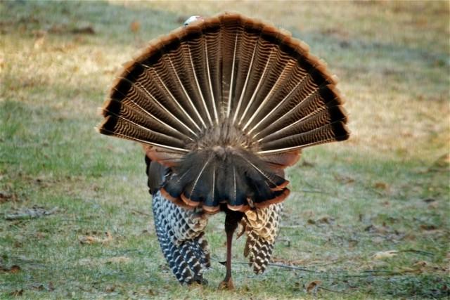 A wild turkey displays its feathers